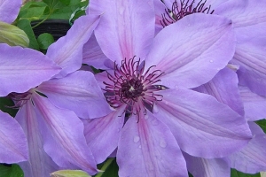 Clematis Vine 'Blue Ravine' New 2026